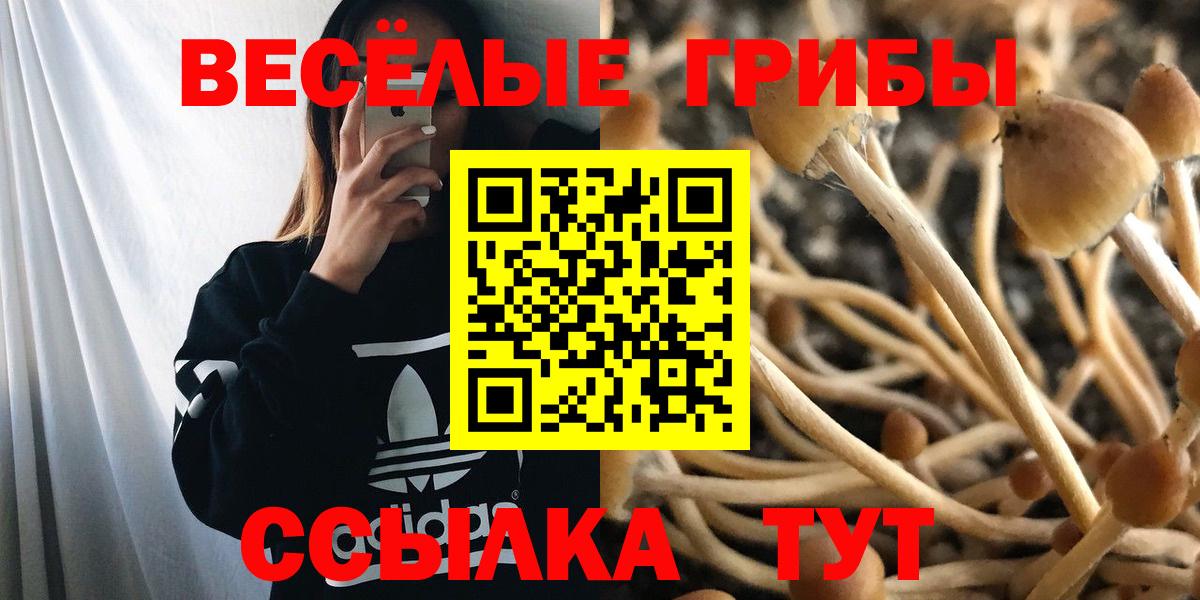 Галлюциногенные грибы Psilocybine cubensis Альметьевск